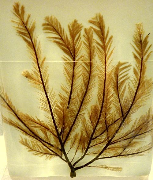 Cladocarpus integer (10-9-21 Naturistorisches Museum Wien, leg in Groenlandia, det as Aglaophenia integra)