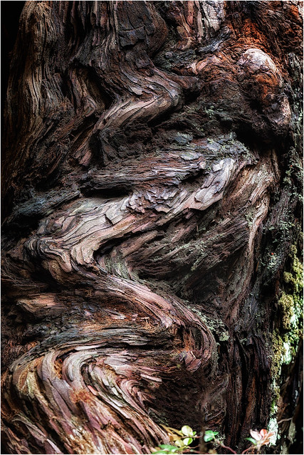 Redwood bark detail