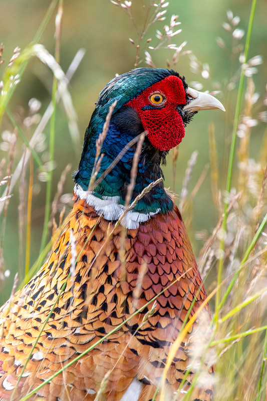 ring-necked-pheasant-holyrood-park-edinburgh-8975