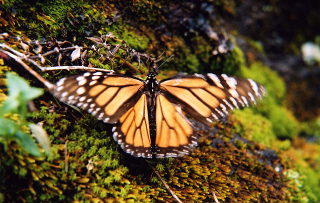 Monarch butterfly in a mossy forest near Morelia, Mexico