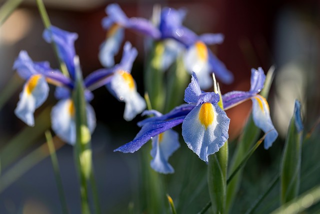 Frosty Morning Irises