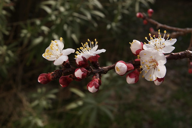 Prunus armeniaca_DSC07974