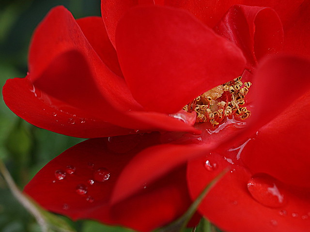 raindrops on red