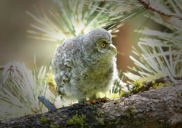 _87A6565 Great Gray Owlet
