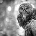 Great Grey Owl deep in the forest