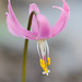 Pink Fawn Lily (Erythronium revolutum)
