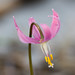 Pink Fawn Lily (Erythronium revolutum)