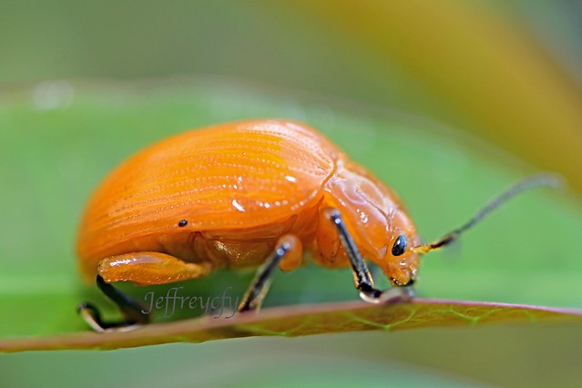 黃色凹緣跳甲, Golden Leaf Beetle, Podontia lutea,