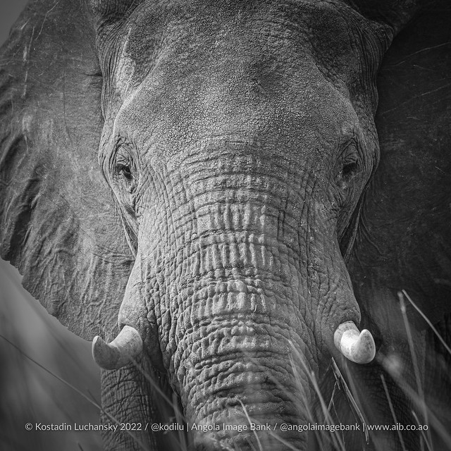 Elefante - o gigante gentil…⠀⠀⠀⠀⠀⠀⠀⠀⠀ •••  Elephant - the gentle giant… ⠀⠀⠀⠀⠀⠀⠀⠀⠀ ••• 📷 & ✏️ Kostadin Luchansky / Angola Image Bank | on assignment for National Geographic Okavango Wilderness Project | visit www.aib.co.ao ⠀⠀⠀⠀⠀ ••• #Africa