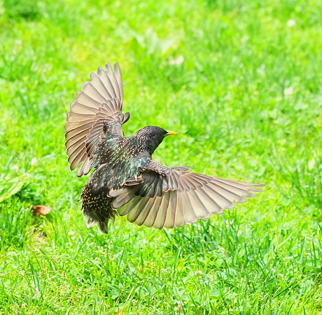 European Starling without tail.