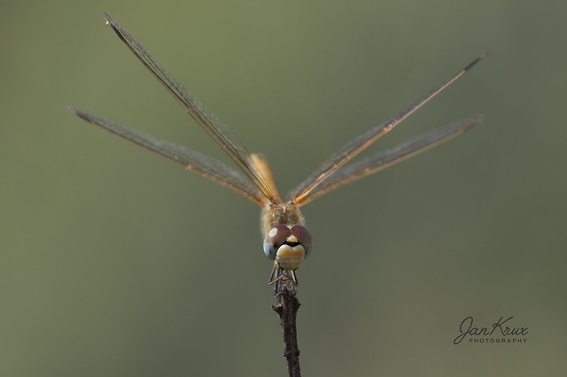 Dragonfly In Central Kalahari