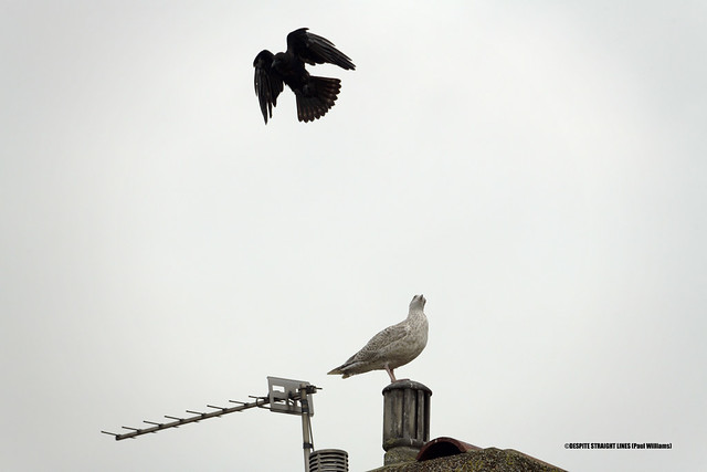 Juvenile Carrion crow failing to intimidate a Juvenile Herring gull  -  (Published by GETTY IMAGES)