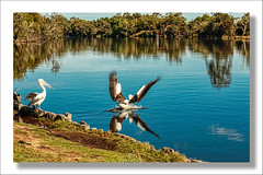 Pelicans, Swan River, Kings Meadow Reserve, Guildford, Perth, Western Australia