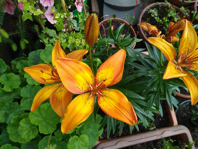Lily Asiatic orange