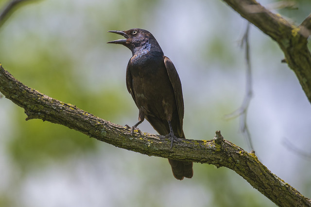 Common Grackle (Bronzed Female) - In the Shadows