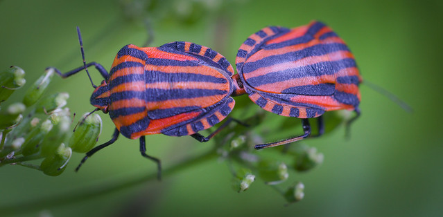 Striped bugs