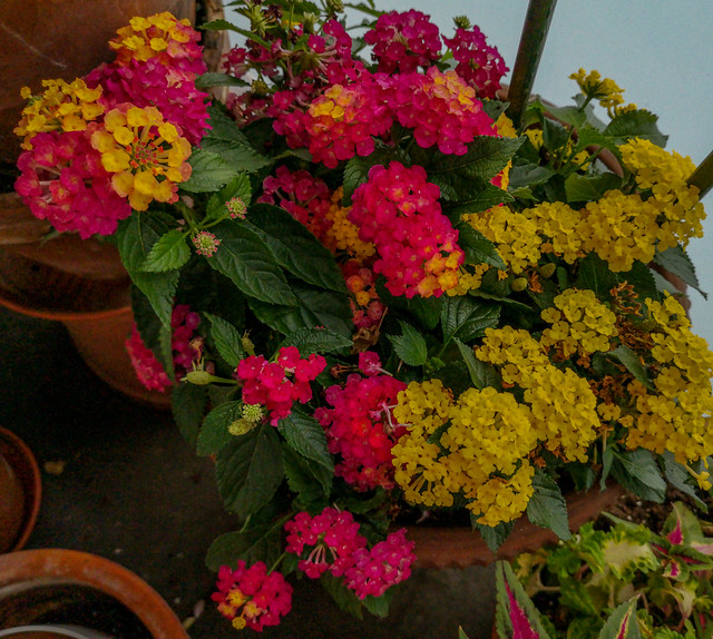 A mixture of Lantana flowers.