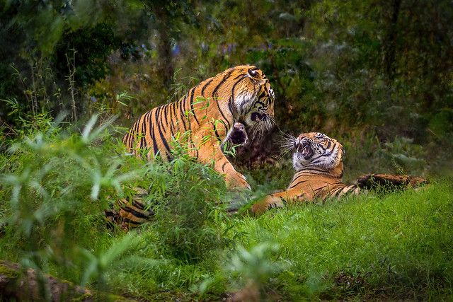 Two tigers sparring