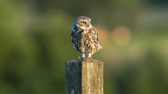 A Little Owl in the evening light