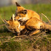Red Fox Kits - Whispering a secret in his ear