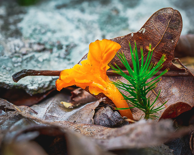 Red chantrelle (Cantharellus cinnabarinus) and pine sprout. Ouachita County, Arkansas. 2022.