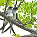 Gray-rumped Treeswifts  (Nesting an egg)