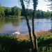 Un cygne au bord du lac de Saint-Cézaire