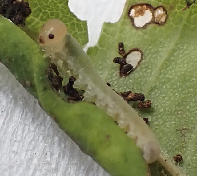 Rose leaf-roller Sawfly, Blennocampa phyllocolpa (Viitasaari & Vikberg, 1985) larva