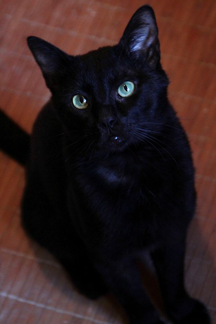 Black, gato pantera ojos verdes mimosón y esterilizado, nacido en Junio´21, en adopción. Valencia. ADOPTADO. 52170578372_41d8ce9043_z