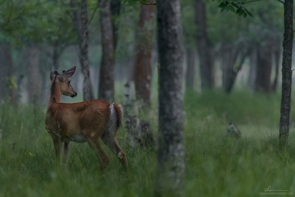 White-Tailed Deer | Cerf de Virginie