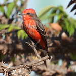 Príncipe - Vermilion Flycatcher