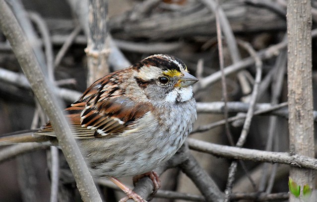 White-throated Sparrow, Montgomery County PA