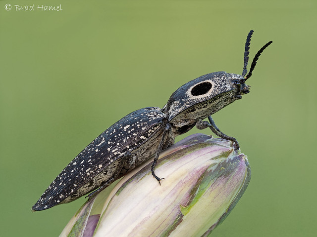 An eyed click beetle