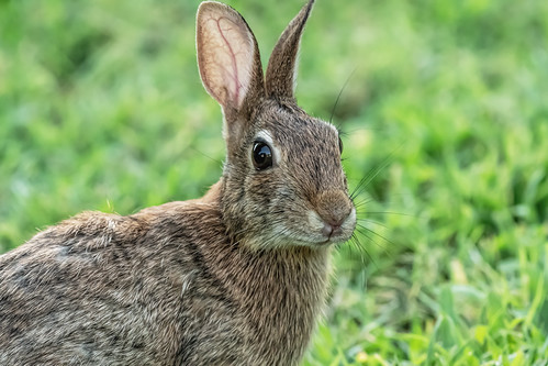 Friendly neighborhood rabbit. | by patchman98@yahoo.com. Thank you, 4.9 million views