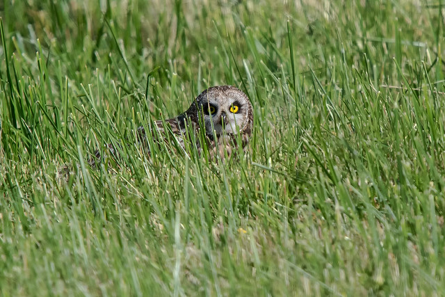 Болотная сова - Short-eared owl