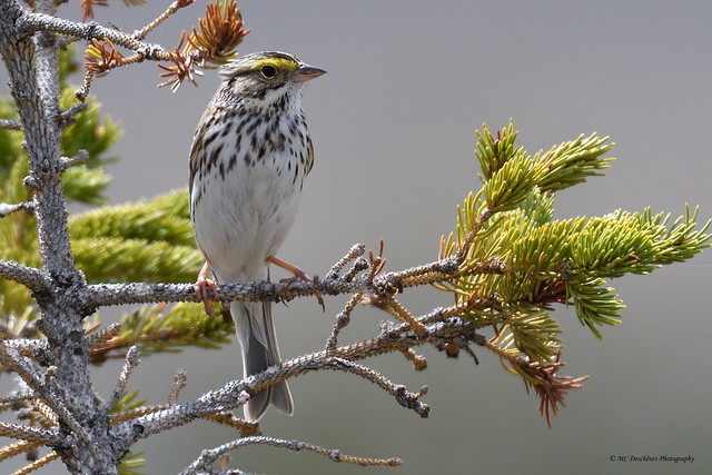 DSC_1430_00001 Savannah Sparrow - Bruant des prés (Passerculus sandwichensis)