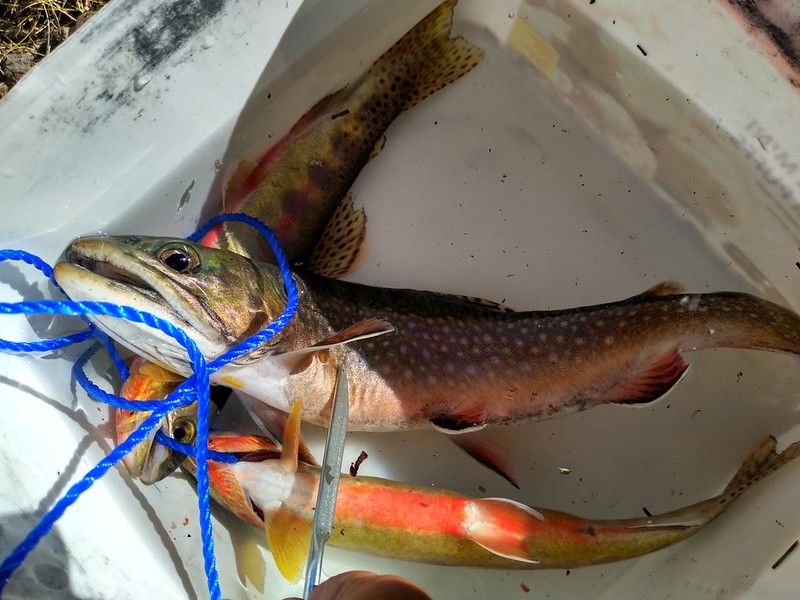 I caught a big Brook Trout in the highest lake on the Golden Trout Lake North Spur Trail
