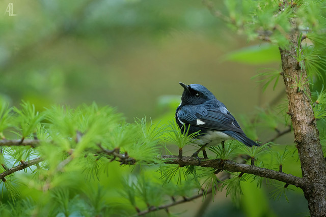 Paruline bleue // Black-throated Blue Warbler