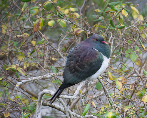 <p>Also known as Kereru.<br />
<br />
Wellington Botanic Gardens, Wellington, New Zealand. <br />
<br />
Encountered a very large specimen of rather advanced years, perched on a branch of a tree in the open.</p>