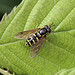 Hoverfly_7325