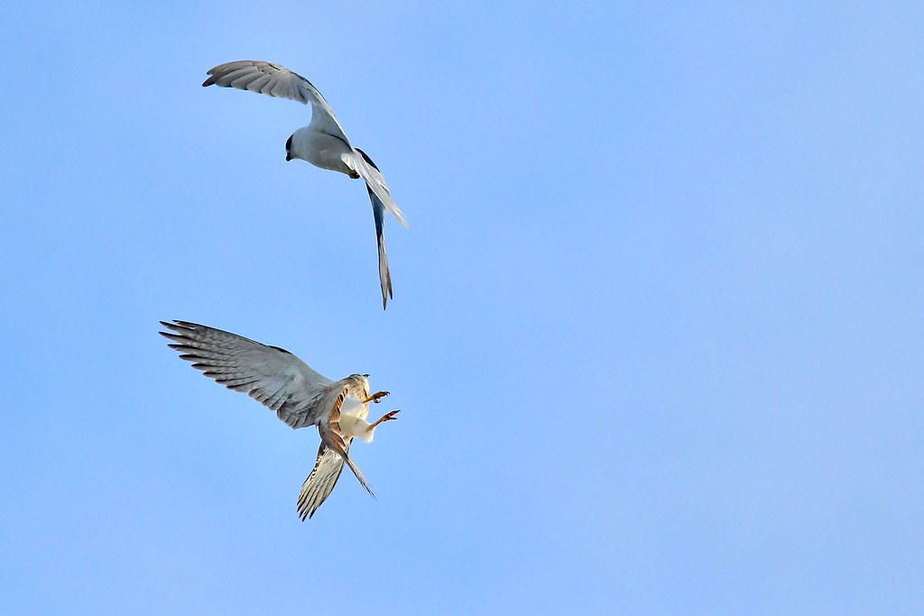 Black-shouldered Kite and Kestrel