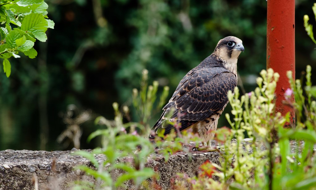 Peregrin Falcon (juv)