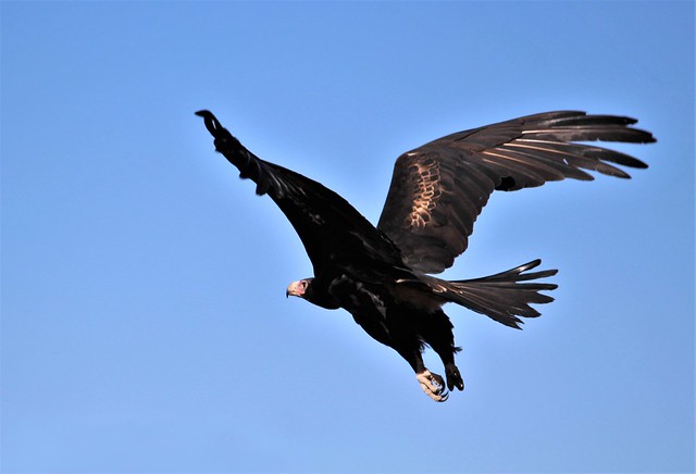 Wedge-tailed Eagle 009