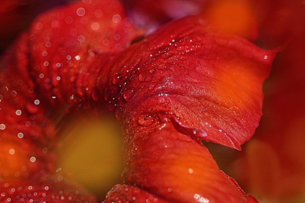 red petunia