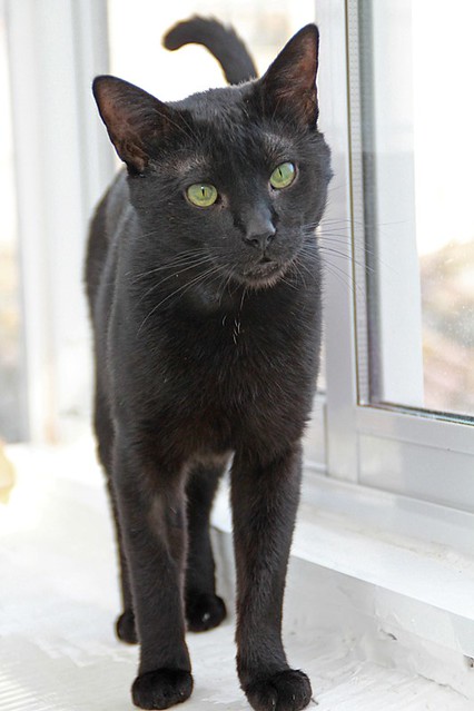 Black, gato pantera ojos verdes mimosón y esterilizado, nacido en Junio´21, en adopción. Valencia. ADOPTADO. 52171597601_245b5df3a1_z