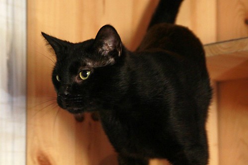 Black, gato pantera ojos verdes mimosón y esterilizado, nacido en Junio´21, en adopción. Valencia. ADOPTADO. 52171600671_af74ab81a3