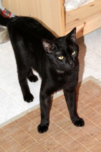 Black, gato pantera ojos verdes mimosón y esterilizado, nacido en Junio´21, en adopción. Valencia. ADOPTADO. 52171602533_f0f1acd773_z