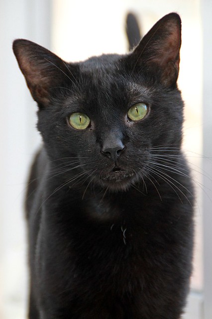 Black, gato pantera ojos verdes mimosón y esterilizado, nacido en Junio´21, en adopción. Valencia. ADOPTADO. 52171605478_3ea295c21c_z