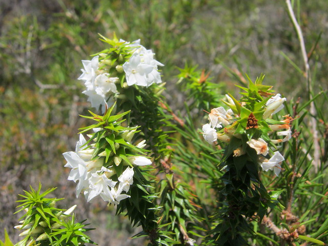 Flowers and vegetation at Goanna Headland, NSW