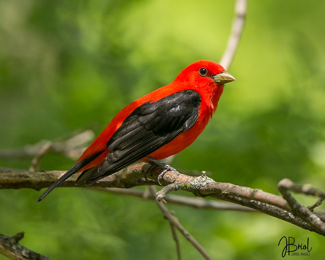 Scarlet Tanager (male)